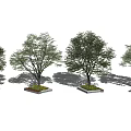 Four Arbor Trees Planted in Square Flower Beds Against White Background 3d model