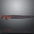 Slender Purple and Red Fish with Elongated Body in Dark Background Appearance