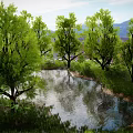 Scenic Park Landscape With Lush Green Trees Small Pond And Grassland