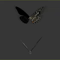 Two Colorful Butterflies With Black White Wings Flying On Gray Background