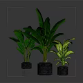 Green Potted Plants With Metal Stand And Different Leaves In Gray Planters On Dark Background