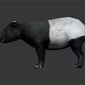 Realistic black and white tapir with long snout standing on dark background