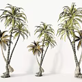Tall Lush Tropical Palm Trees With Curved Trunks And Green Fronds