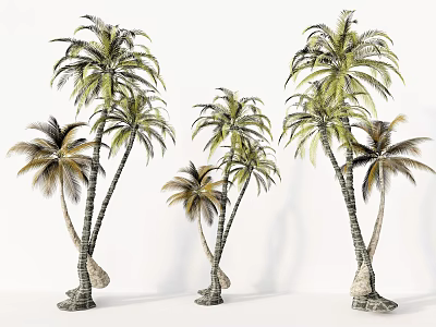 Tall Lush Tropical Palm Trees With Curved Trunks And Green Fronds 3d model