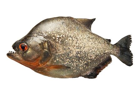 Modern Fish 3d model