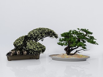 New Chinese Bonsai Pine Bonsai 3d model