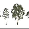 Arbor Trees In Various Sizes Shapes With Green Foliage On Black Background
