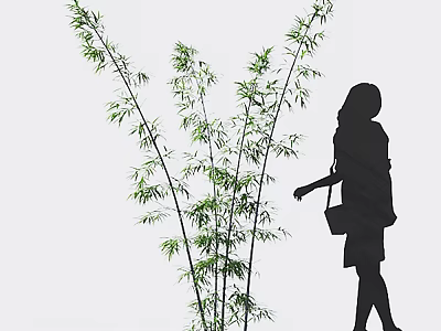 Bamboo Plants With Silhouette Of A Walking Woman 3d model