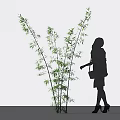 Bamboo Plants With Silhouette Of A Walking Woman