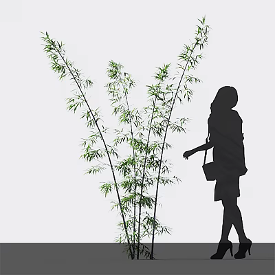 Bamboo Plants With Silhouette Of A Walking Woman 3d model