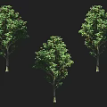 Green Leafy Arbor Specimens With Three Varied Canopy Shapes And Straight Trunks