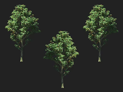 Green Leafy Arbor Specimens With Three Varied Canopy Shapes And Straight Trunks 3d model