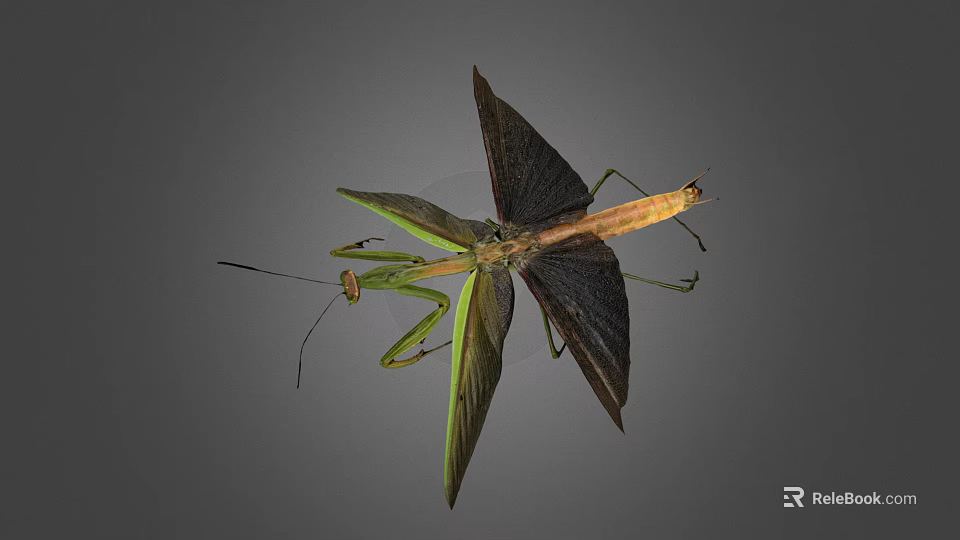 Praying Mantis With Spread Wings Green And Brown Body Long Legs And Antennae 3d model 