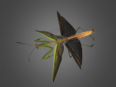 Praying Mantis With Spread Wings Green And Brown Body Long Legs And Antennae 3d model