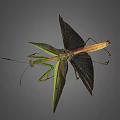 Praying Mantis With Spread Wings Green And Brown Body Long Legs And Antennae