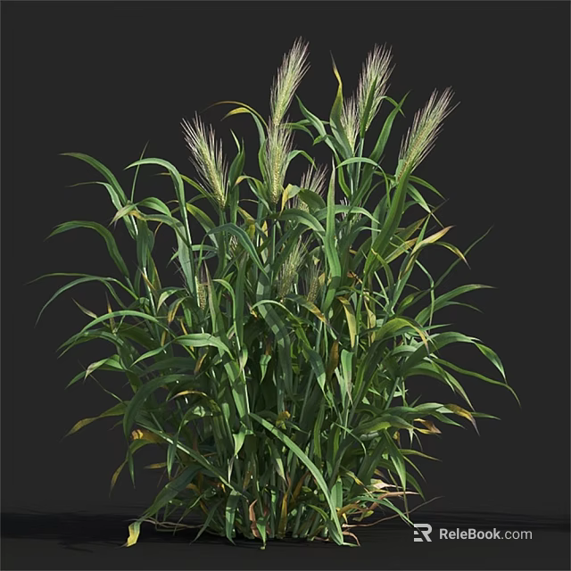 Tall Green Grass Plant With Lush Leaves And Purple Spikelets In Natural Growth 3d model 