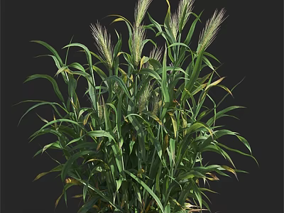 Tall Green Grass Plant With Lush Leaves And Purple Spikelets In Natural Growth 3d model