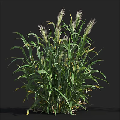 Modern Barley 3d model