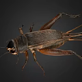 Detailed View Of A Cricket With Brown Black Body And Long Antennae
