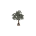 Lush Green Olive Tree With Twisted Trunk And Dense Foliage On White Background
