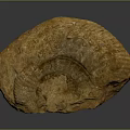 Chi chrysanthemum stone ancient fossil stone chrysanthemum fossil items 3d model