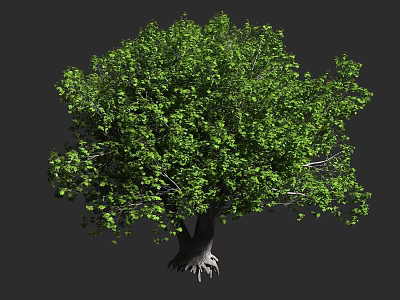 Lush Green Arbor Tree With Thick Trunk And Exposed Roots In Natural Setting 3d model