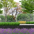 Garden Scenic Wall With Lattice Design Surrounding Trees Green Plants And Purple Flowers