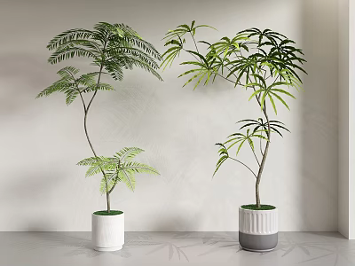 Bonsai Potted Plants With Feathery Fronds And Lush Leaves In White Gray Ceramic Planters 3d model