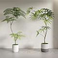 Bonsai Potted Plants With Feathery Fronds And Lush Leaves In White Gray Ceramic Planters