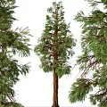 Tall Lush Trees With Green Foliage And Rough Trunk Texture Natural Appearance