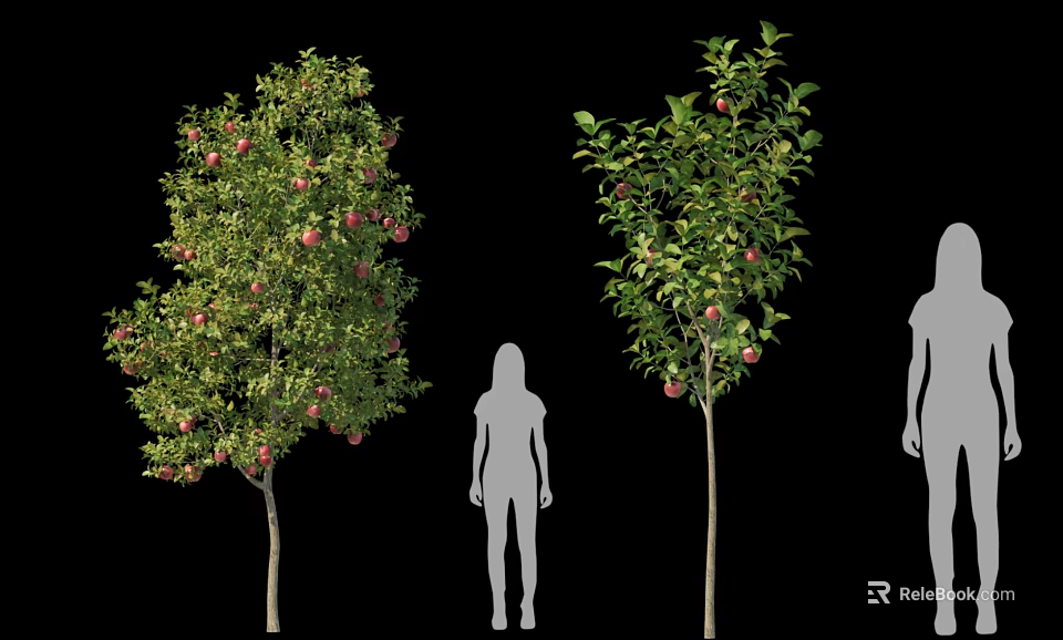 Trees With Red Fruits And Green Foliage Next To Human Silhouettes For Size Reference 3d model 