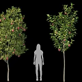 Trees With Red Fruits And Green Foliage Next To Human Silhouettes For Size Reference