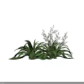 Green Shrubs with Long Leaves and White Small Flowers on Black Background