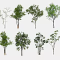 Diverse Arbor Tree Collection Featuring Various Leaf Shapes and Trunk Structures 3d model