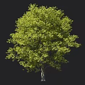 Lush Green Arbor With Dense Foliage Canopy And Sturdy Trunk Against Dark Background