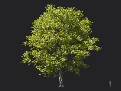 Lush Green Arbor With Dense Foliage Canopy And Sturdy Trunk Against Dark Background 3d model