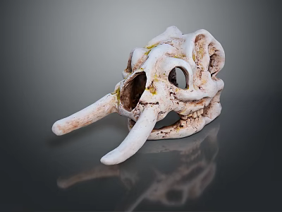 Ancient Animal Skull Fossil With Long Tusks And Weathered Mossy Surface 3d model