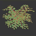 Lush Green Leafy Plant With Dense Foliage And Heart Shaped Leaves For Decoration