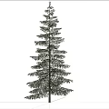 Tall Arbor Standing Against Blue Sky With White Clouds And Open Ground