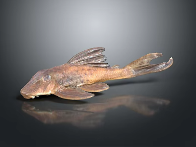 Close Up Of Brown Fish With Unique Fins On Reflective Black Surface 3d model