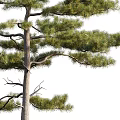 Pine Trees with Various Growth Forms Green Foliage and Detailed Trunks 3d model