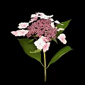 Hydrangea Plant With Pink And White Blooms And Green Leaves Against Black Background