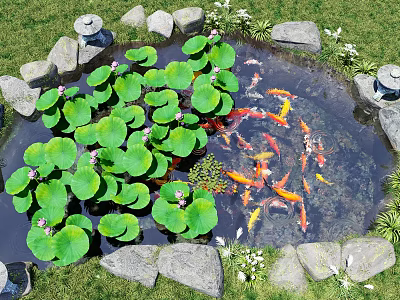 Colorful Koi Fish Swimming In Pond With Lily Pads And Lotus Flowers Surrounded By Stones 3d model