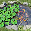 Colorful Koi Fish Swimming In Pond With Lily Pads And Lotus Flowers Surrounded By Stones
