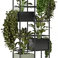 Lush Green Bonsai Potted Plants On Multi Tiered Rack With Hanging Trailing Foliage