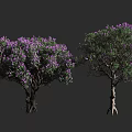 Purple Flowering Trees With Clearly Visible Trunks And Roots Against Gray Background