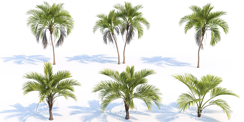 Tall Palm Trees With Green Fronds And Natural Shadows On White Background 3d model 