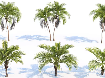 Tall Palm Trees With Green Fronds And Natural Shadows On White Background 3d model
