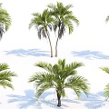 Tall Palm Trees With Green Fronds And Natural Shadows On White Background