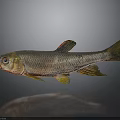 Realistic Silver Fish with Red Yellow Fins on Gray Background and Reflection